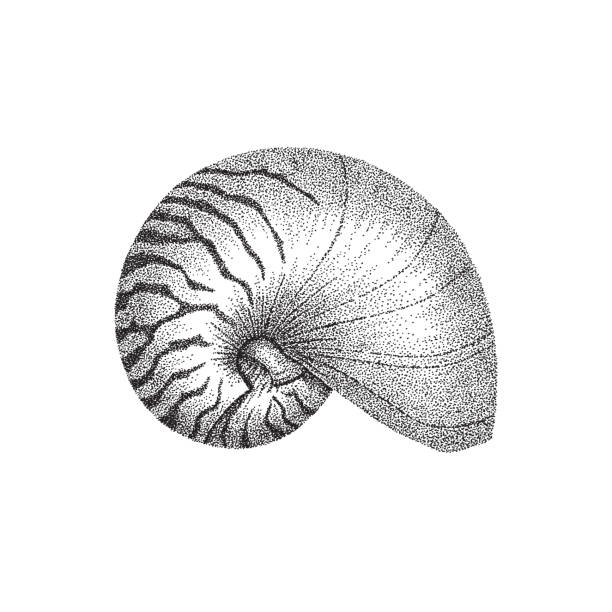 Nautilus shell dotwork art Nautilus shell hand drawing in dotwork style. Vector illustration pointillism stock illustrations