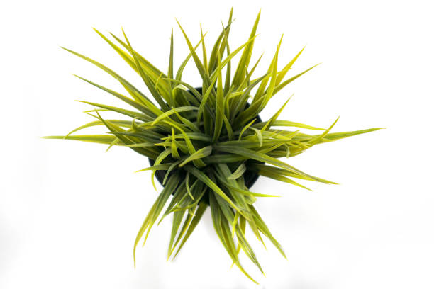Fresh new green grass in pot isolated on white background