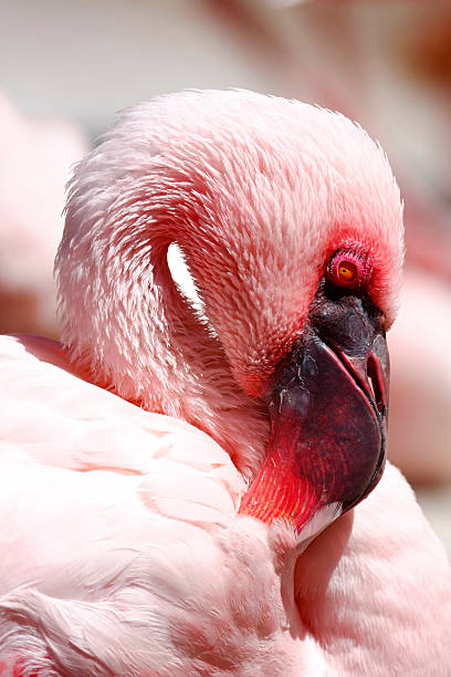 istock Lesser Flamingo Closeup 120749680