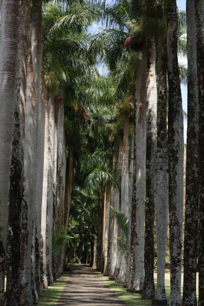istock Grapefruit Botanical Garden, Mauritius, Indian Ocean, Africa 1207497150