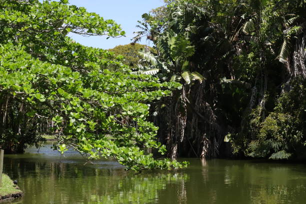 istock Pond, Pamplemousses Botanical Garden, Mauritius, Indian Ocean, Africa 1207497941