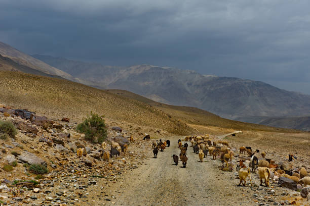 istock The long road to their native places 1207498108