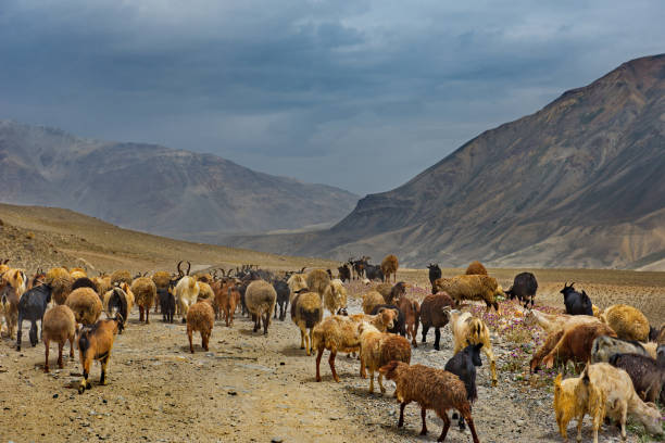 istock The long road to their native places 1207498111