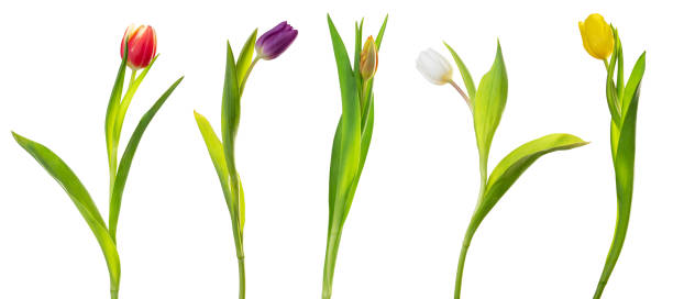 istock Colorful Tulips (Lily family, Liliaceae) isolated on white background, including clipping path. 1207499282