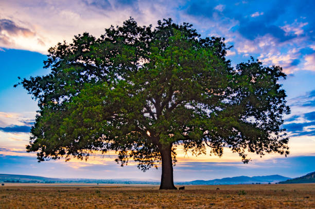 istock Beautiful landscape with a lonely oak tree in the sunset and dramatic clouds 1207499480