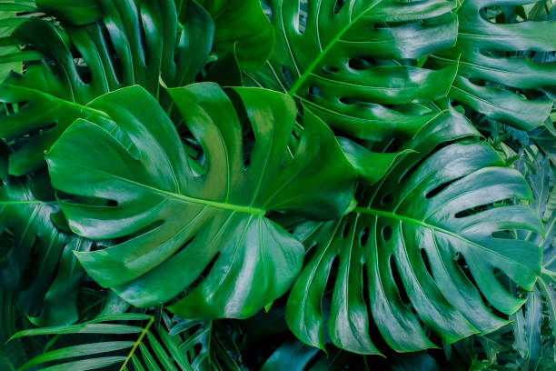 istock green leaves for background and wallpaper 1207500932