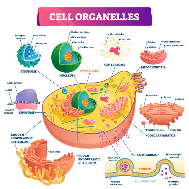 illustrations, cliparts, dessins animés et icônes de diagramme d’illustration biologique de vecteur d’organites de cellules - nucleolus