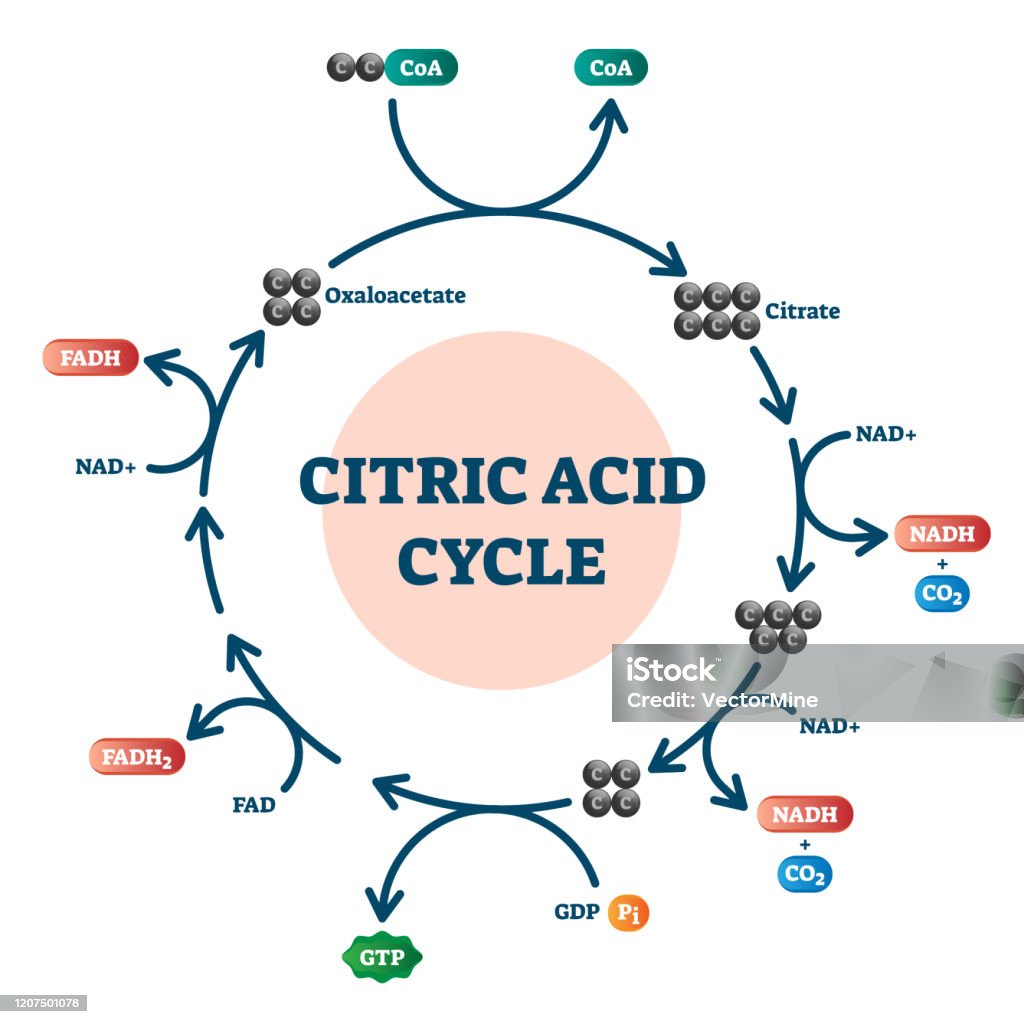 Ilustración de Diagrama Del Ciclo Del Ácido Cítrico Esquema Molecular De  Ilustración Vectorial y más Vectores Libres de Derechos de Ácido cítrico -  iStock