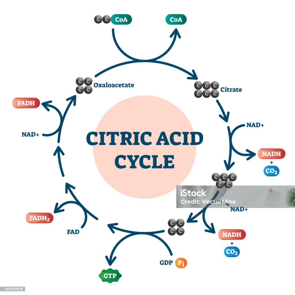 Ilustración de Diagrama Del Ciclo Del Ácido Cítrico Esquema Molecular De Ilustración Vectorial y más Vectores Libres de Derechos de Ácido cítrico - iStock Ilustración de Diagrama Del Ciclo Del Ácido Cítrico Esquema Molecular De Ilustración Vectorial y más Vectores Libres de Derechos de Ácido cítrico - iStock