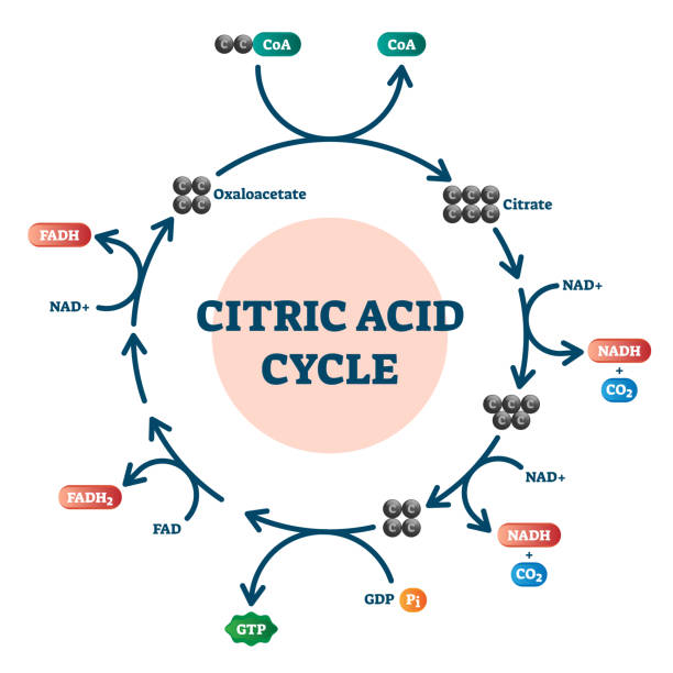 Citric acid cycle diagram, vector illustration molecular scheme Citric acid cycle diagram, vector illustration molecular scheme. Organic acid found in citrus fruits and source of the sour food taste. Biochemistry molecular system study guide graphical information. citric acid stock illustrations
