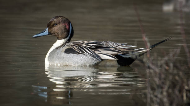 istock Pintail Duck in Huntley Meadows park in Virginia 1207503048