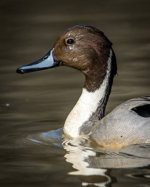istock Pintail Duck in Huntley Meadows park in Virginia 1207504801