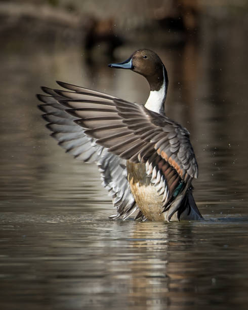 istock Pintail Duck in Huntley Meadows park in Virginia 1207504897