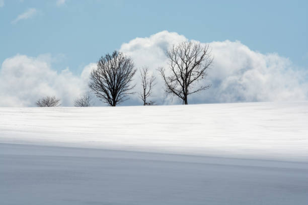 istock Winter groves standing on snowy field 1207505051
