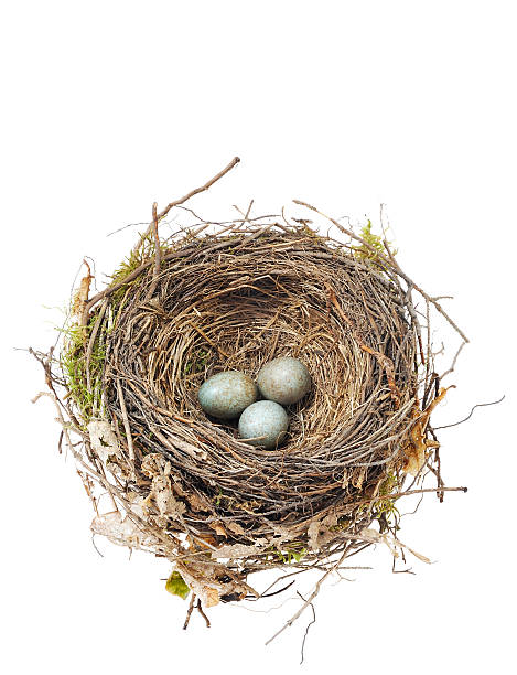 istock Close-up of blackbird eggs in nest on white background 120750547