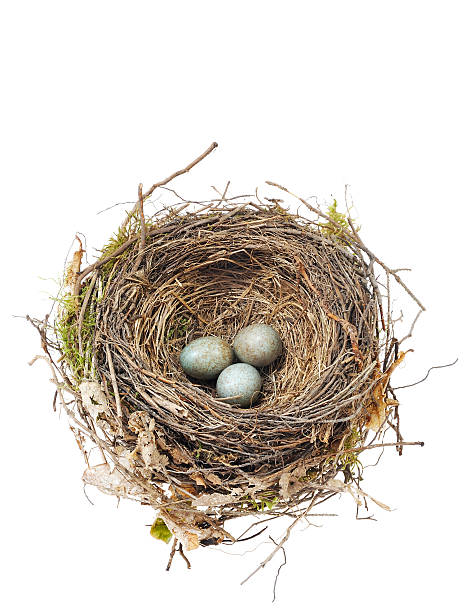 Close-up of blackbird eggs in nest on white background stock photo