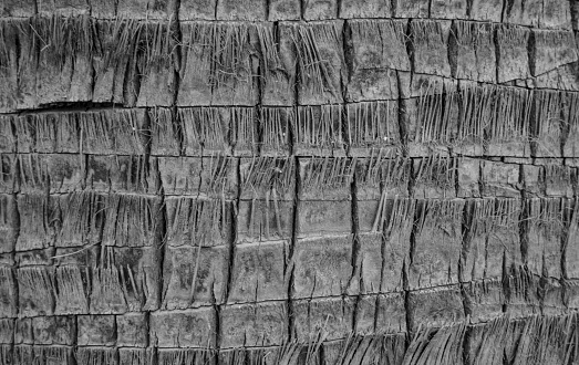 Coconut palm tree trunk closeup as a natural background image black and white