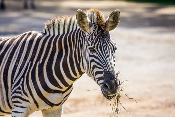 The zebra grazes in the aviary of the zoo. The zoo is important for the conservation of the fauna of New Zealand. The concept of active, ecological and educational tourism
