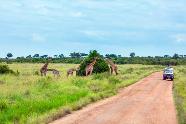 istock Small herd of giraffes 1207506236