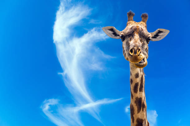 Portrait of a chewing giraffe. Long-necked giraffe with beautiful spotted skin and small horns in the African savanna. Jeep Safari Masai Mara, Kenya. The concept of active and photo tourism
