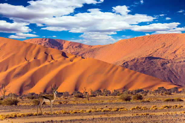 antylopa impala stojąca na pustynnych wydmach - namibia sand dune namib desert desert zdjęcia i obrazy z banku zdjęć