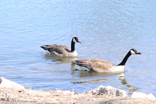 istock Flock of Geese in the park 1207506285