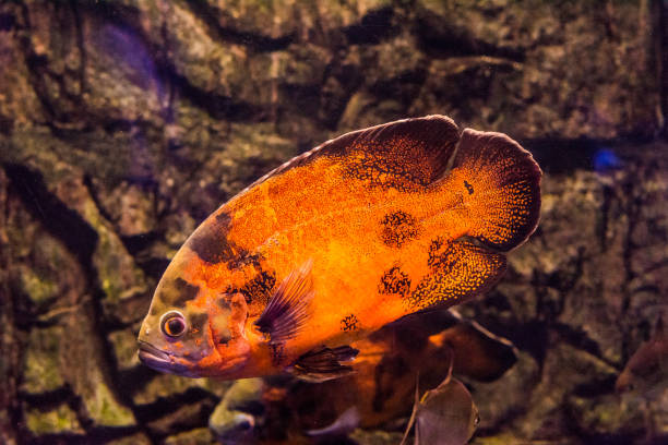 Oscar fish (Astronotus ocellatus) swimming underwater