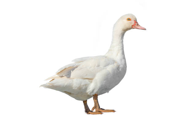 istock White farm duck cut out on white background. 1207507064