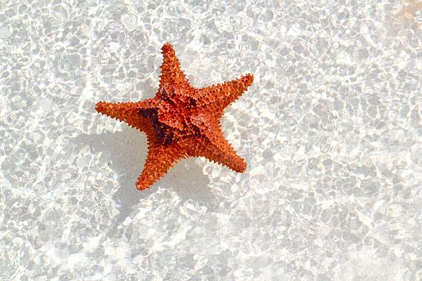 istock starfish orange in wavy shallow water 120750746