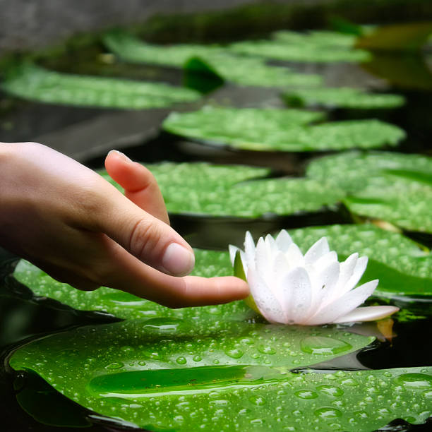 Woman's Hand Touching Waterlily Flower in a Pond stock photo