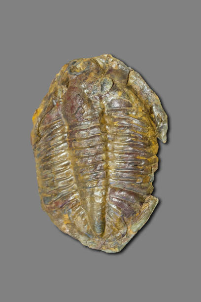 istock Arthropod fossil. Ordovician Era. Isolated 1207508585