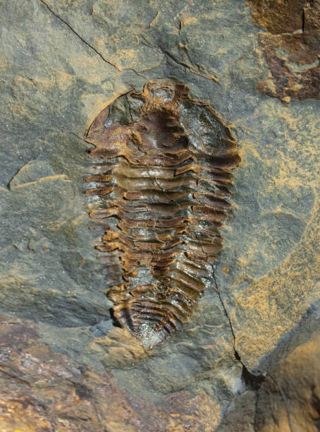 istock Nesuretus ovus, arthropod fossil 1207508598