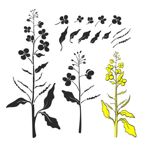 ilustraciones, imágenes clip art, dibujos animados e iconos de stock de canola, mostaza. planta vectorial. alimentos orgánicos - mustard flower