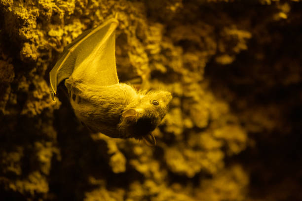 Egyptian bat or Egyptian rousette (Rousettus aegyptiacus) illuminated in a cave at night Egyptian bat (Rousettus aegyptiacus) illuminated in a cave at night rousettus aegyptiacus stock pictures, royalty-free photos & images