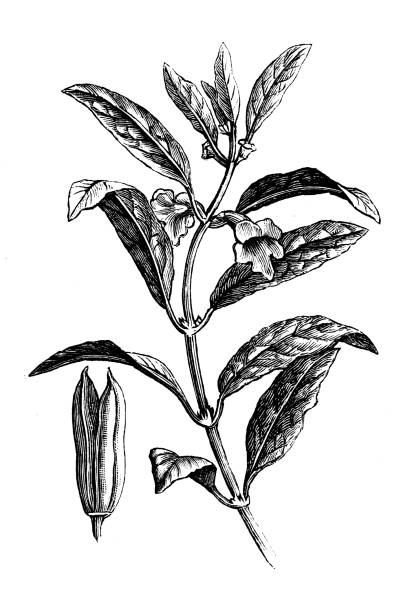 ilustrações de stock, clip art, desenhos animados e ícones de antique botany illustration: sesame (sesamum indicum) - sesame