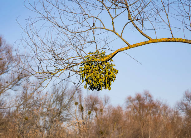 ядовитый полутунеядец омелы белый альбом viscum на дереве владельца - european mistletoe стоковые фото и изображения
