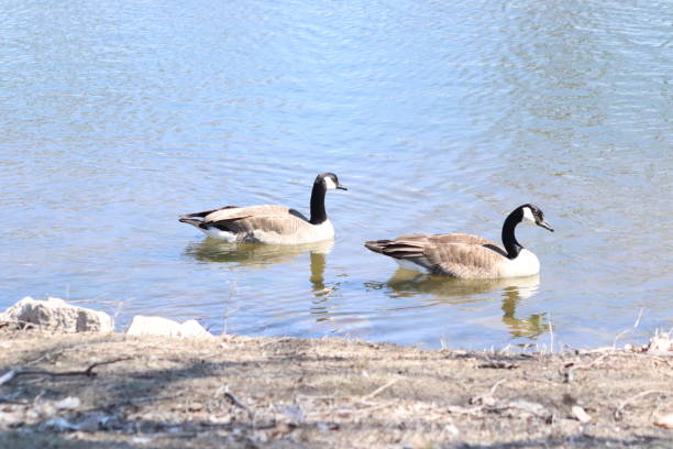 istock Flock of Geese in the park 1207509142