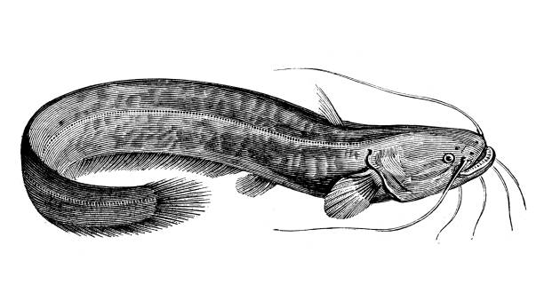 Antique animal illustration: wels catfish (Silurus glanis) Antique animal illustration: wels catfish (Silurus glanis) wels catfish stock illustrations