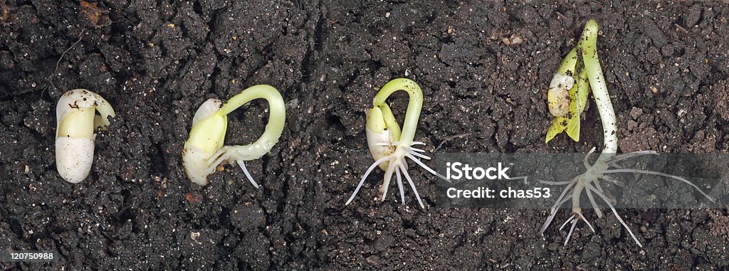 Plant Sprouting Bean plant sprouting and growing in the soil Growth Stock Photo