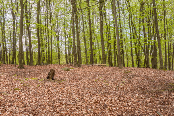 Spring in the beech forest in south Sweden with flowering wood anemones. selective focus