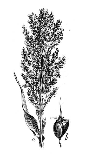 Antique botany illustration: Sorghum bicolor, sorghum, great millet