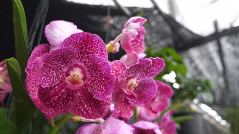 Orchids in the garden