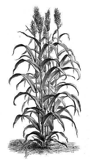 Antique botany illustration: Saccharin sorghum