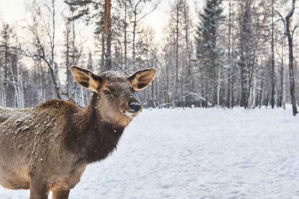 istock deer female in winter forest glade under snowfall close up 1207510612