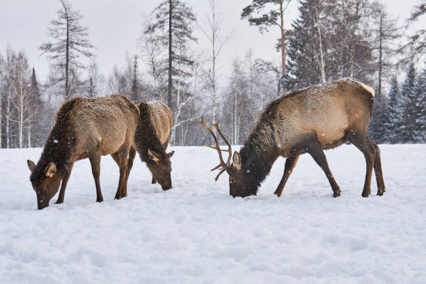 istock three maral deers graze in a clearing in the winter in the forest 1207510617
