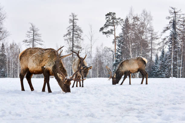 istock three maral deers graze in a clearing in the winter in the forest 1207510642