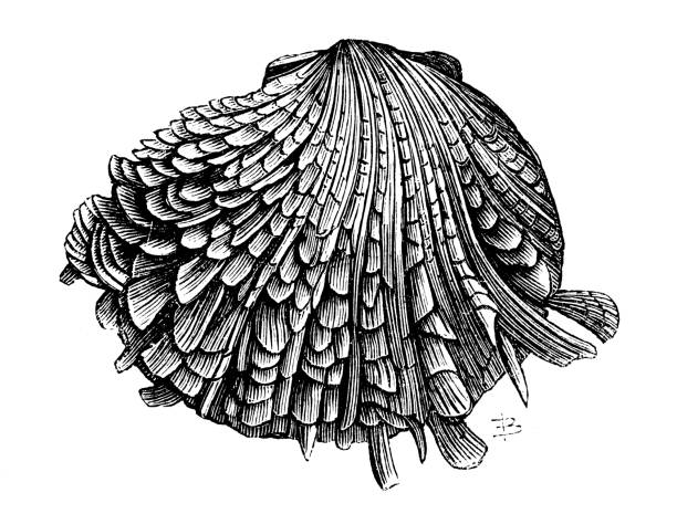Antique animal illustration: Spondylus gaederopus