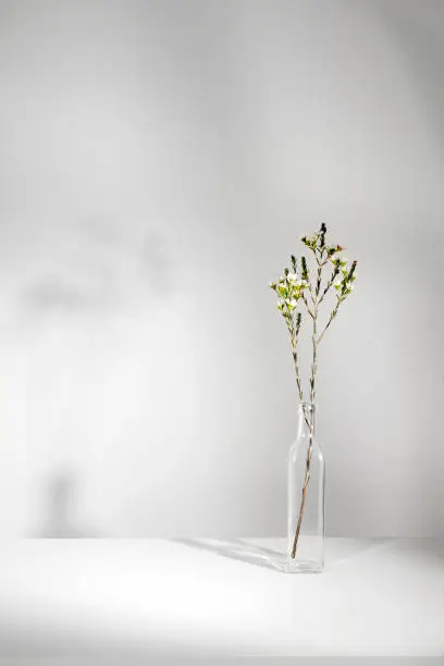 Photo of Minimal white flower in glass bottle with white room wall and light from window