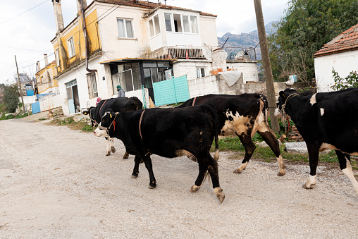 Kapikiri, Muğla, Turkey - February 02, 2020: Cows are walking Turkish rural street. Kapikiri village is a village engaged in animal husbandry near the lake Bafa and the ancient cities in the vicinity.