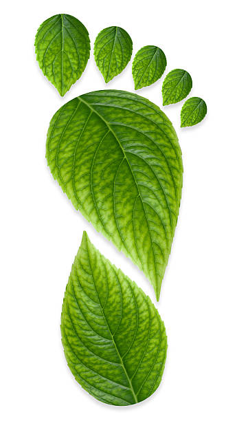 istock A foot design made from leaves, a green carbon footprint 120751257